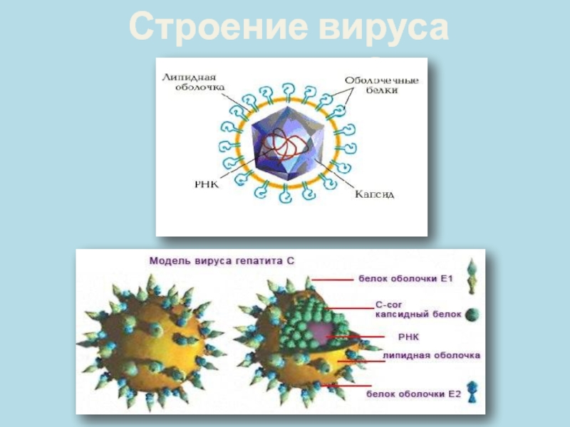 Белки гепатита с. Строение вируса гепатита в. Схема строения гепатита а. Строение вируса гепатита д. Вирус гепатита а строение вируса.