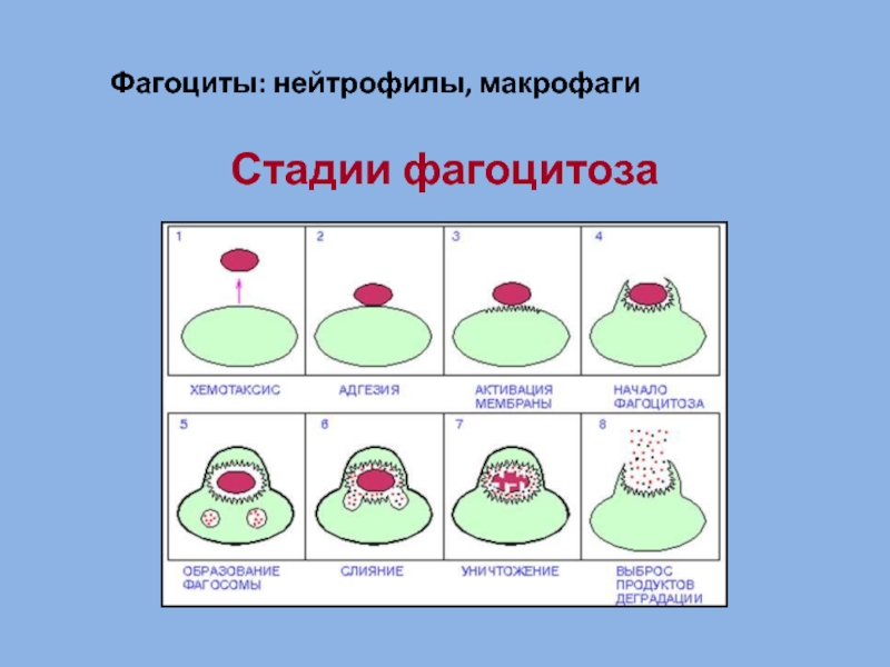 Фагоцитоз презентация иммунология