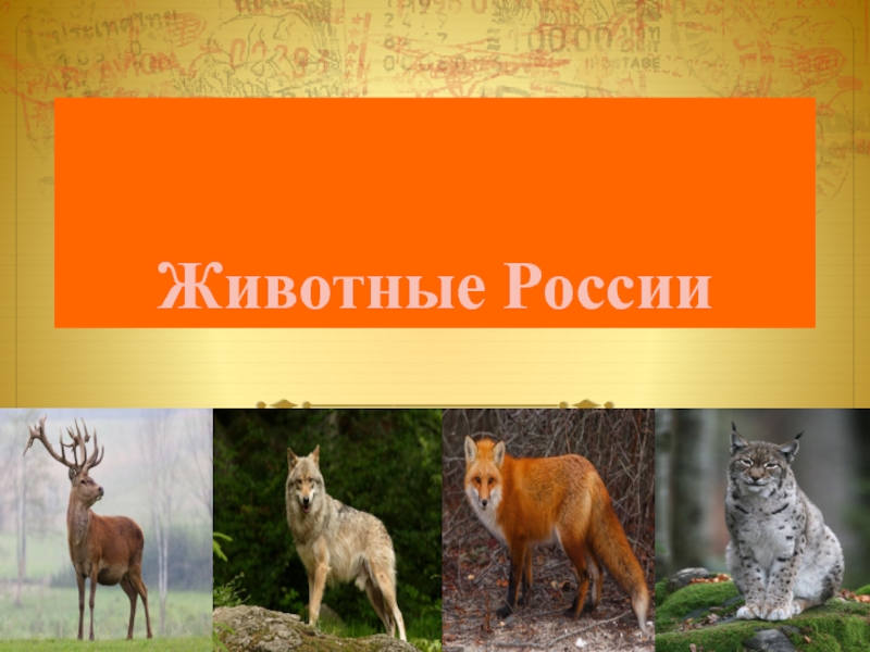 Презентация Животные России