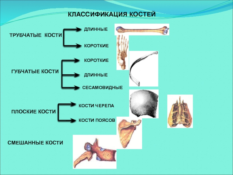 Схема виды костей