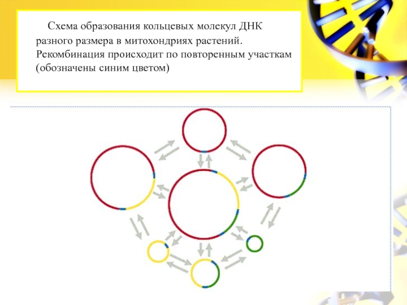 Кольцевая молекула. Кольцевая молекула ДНК. Кольцевая молекула ДНК характерна для. Организация кольцевой молекулы. Схема образования Aro.