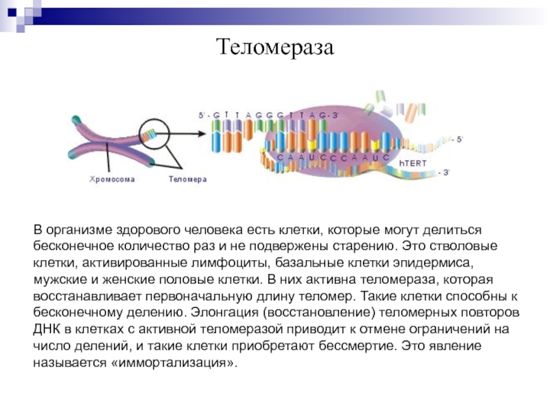 Теломерная теория старения презентация