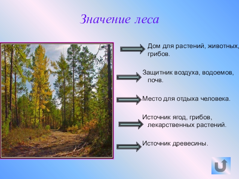 Какова роль леса в жизни человека. Значение леса. Значимость леса для человека. Значимость лесов для человека. Значение леса в природе.