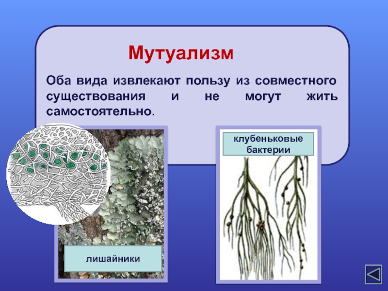 Мутуализм. Мутуализм лишайники. Мутуализм клубеньковые бактерии. Мутуализм микроорганизмов. Мутуализм лишайники бактерии клубеньковые.