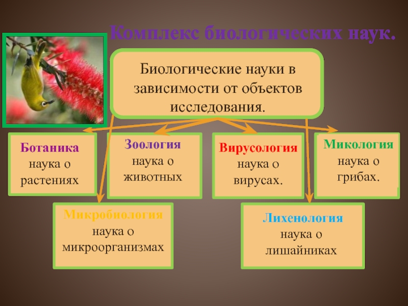 Биологические науки. Биологических наук в зависимости от объектов исследования.. Ботаника биологическая наука. Вирусология ботаника. Комплексы биологии.