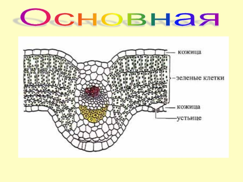 Основная ткань на рисунке обозначена о а буквой