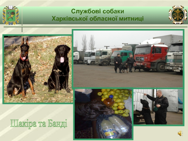 Службові собакиХарківської обласної митниціШакіра та Банді