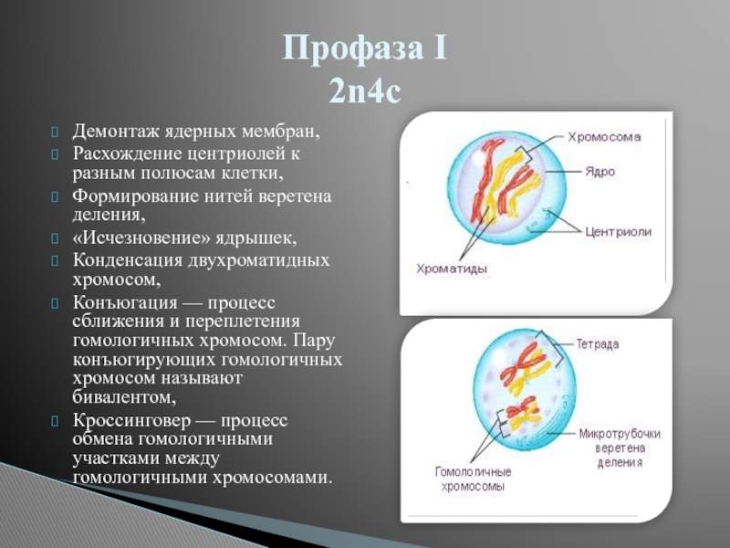 Расхождение хромосом к полюсам. Конденсация двухроматидных хромосом это. Профаза 2n4c. Профаза 1 2n4c. Профаза процессы в клетке.