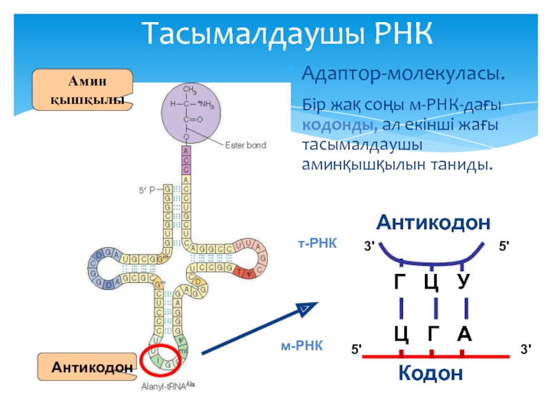 Репликоны на основе МРНК вирусов. Дефекты синтеза МРНК. Строение МРНК полиахвост. Особенности строения МРНК И ТРК.