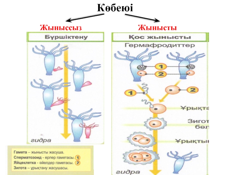 Өсімдіктердің көбеюі презентация