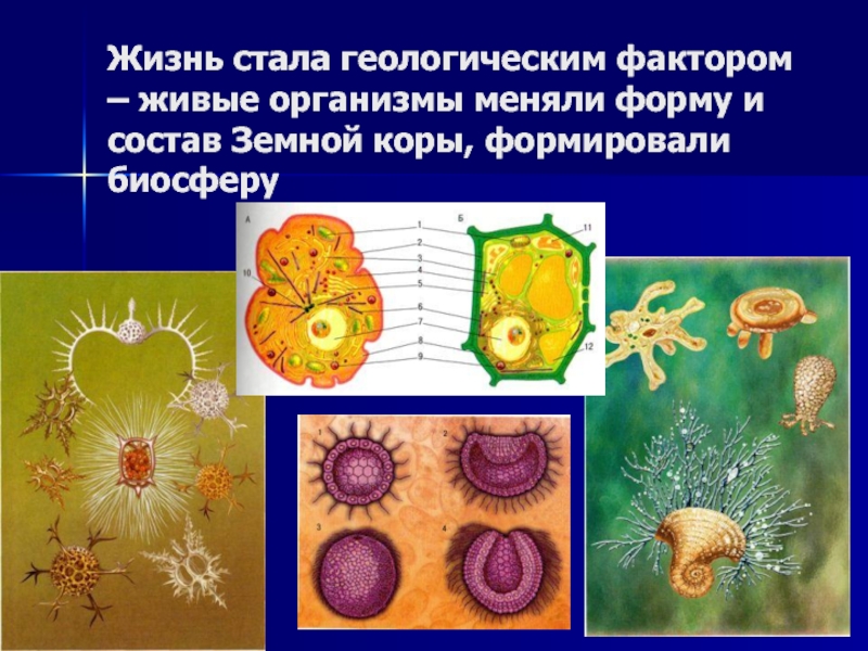 Презентация жизнь на земле 5 класс