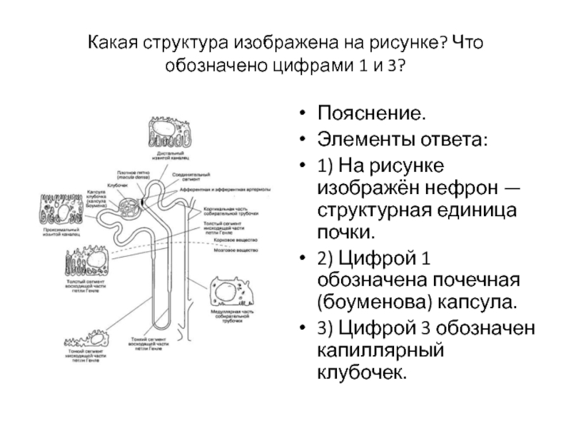 Какая структурная единица почки изображена на рисунке