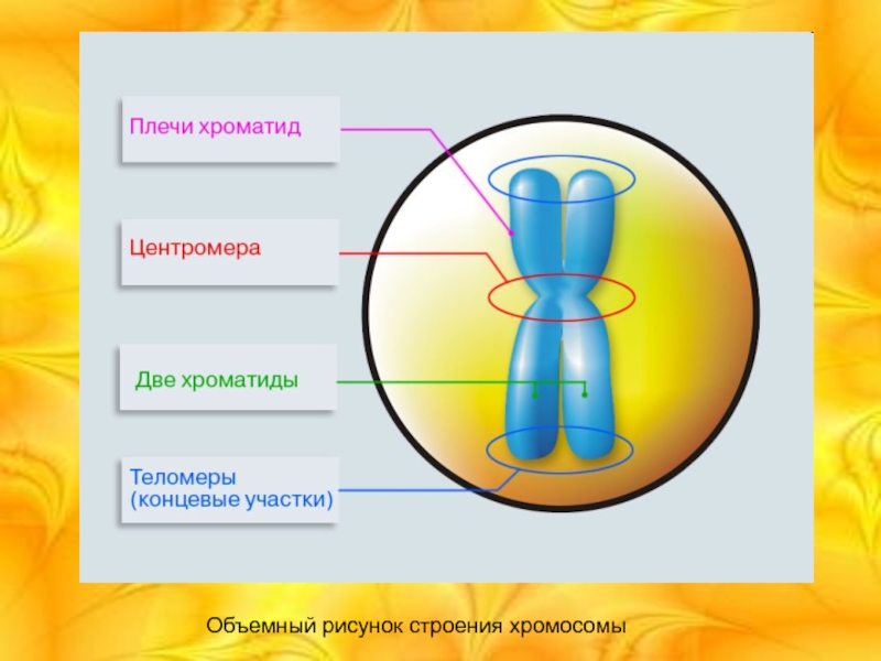 Хромосома рисунок с подписями