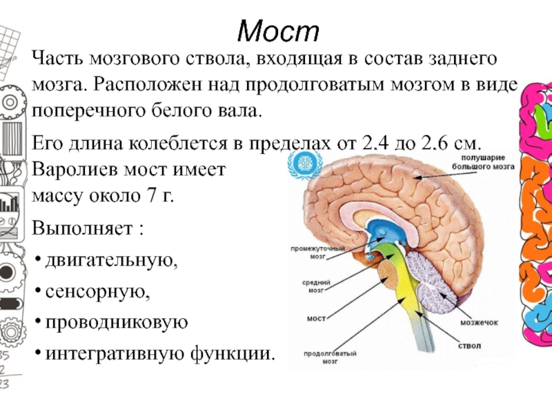 Задний мозг презентация