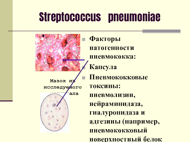 Группа патогенности ковид 2