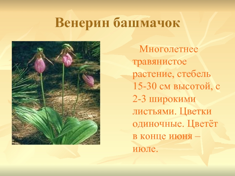 Венерин башмачок   Многолетнее травянистое растение, стебель 15-30 см высотой, с 2-3 широкими листьями. Цветки одиночные.