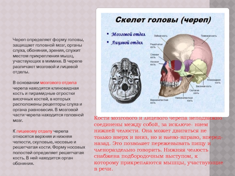 Функции черепа у птиц