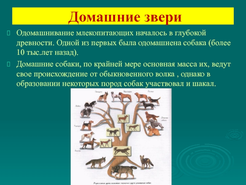 Млекопитающие в жизни человека презентация