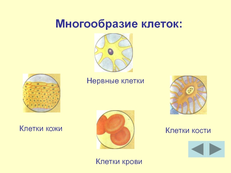 Разнообразие клеток