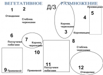 Цветок - орган семенного размножения