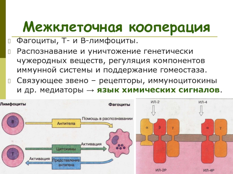 Схема межклеточной кооперации при развитии клеточного иммунного ответа