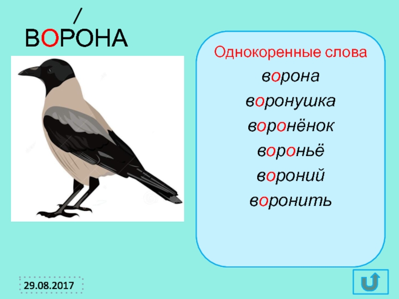 Картинка сорока словарное слово