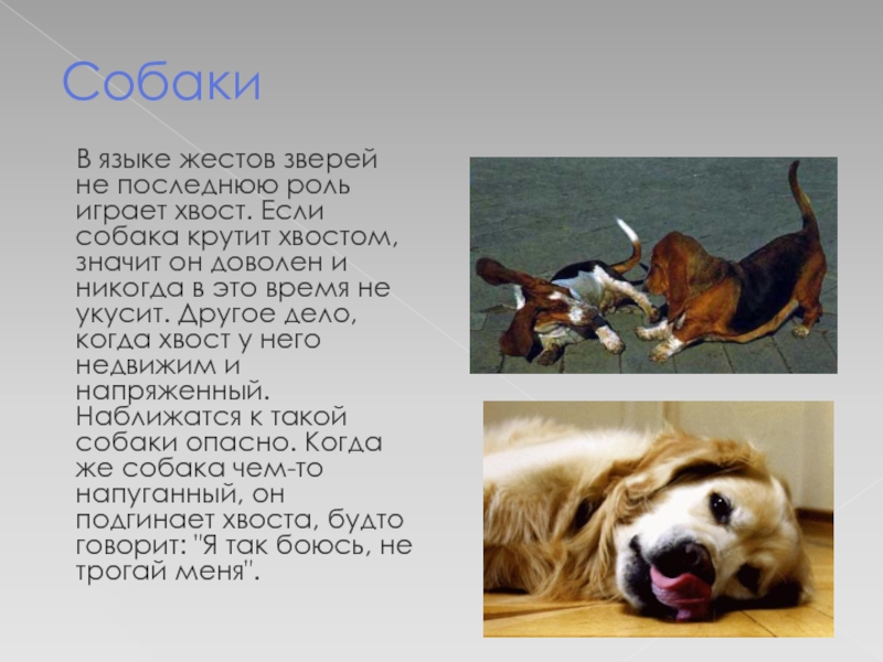 Класс dog