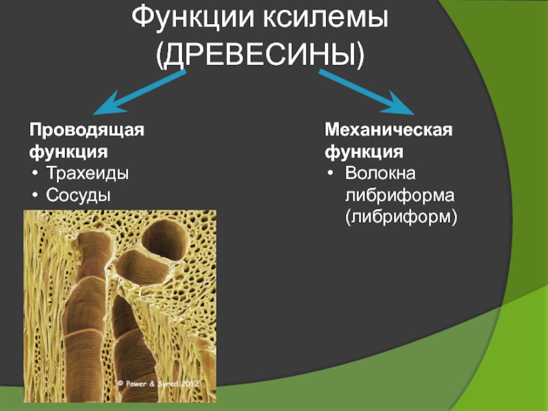 Функции древесины. Функции сосудов древесины. Древесные волокна либриформ. Функцией древесины является. Волокна либриформа в древесине.