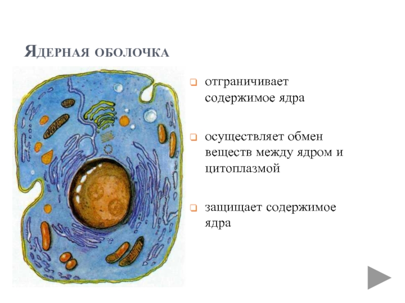 Строение ядра эукариотической клетки презентация 10 класс