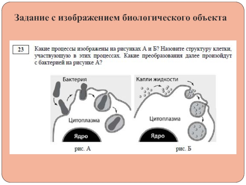 Задание с изображением биологического объекта. ЕГЭ по биологии задания. Биологический рисунок пример.