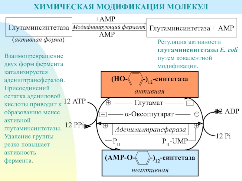 Химическая модификация. Глутаминсинтетаза. Регуляция глутаминсинтетазы. Регуляция путем ковалентной модификации. Регуляция активности ферментов путем ковалентной модификации.