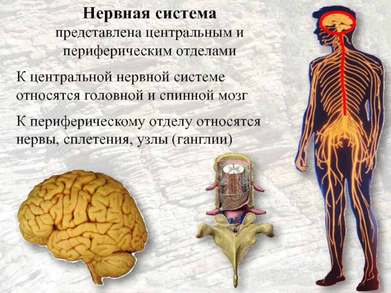 Нервная система. Центральная нервная система. Головной и спинной мозг. Головной мозг нервная система. Какие органы относятся к центральной нервной системе