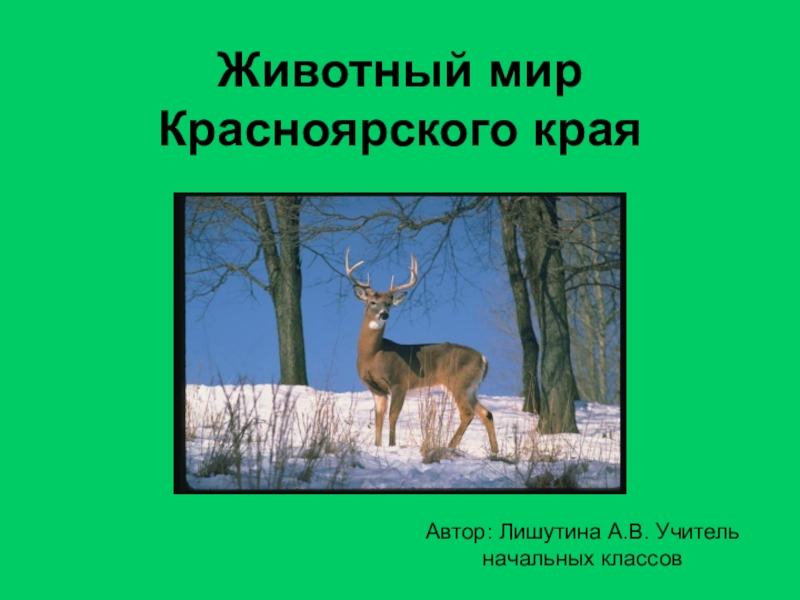 Презентация к уроку окружающий мир на тему: Животные Красноярского края