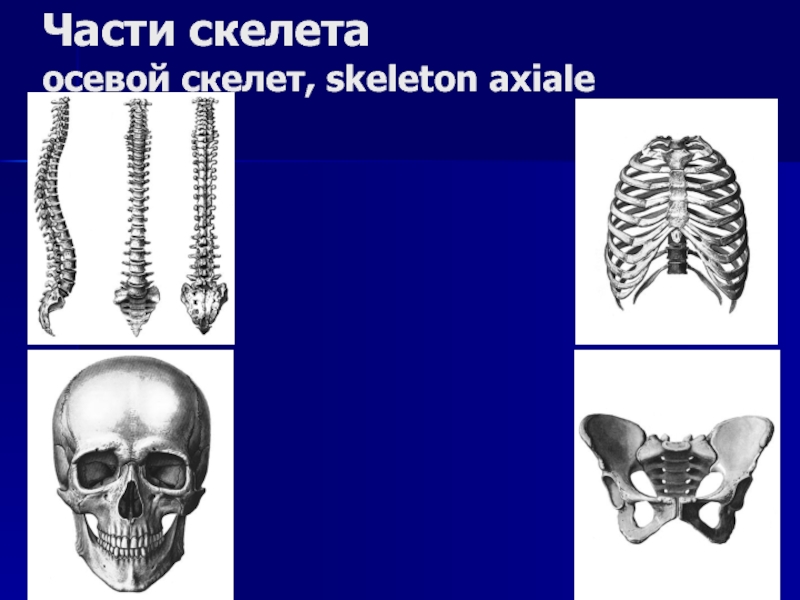 Какой скелет имеют