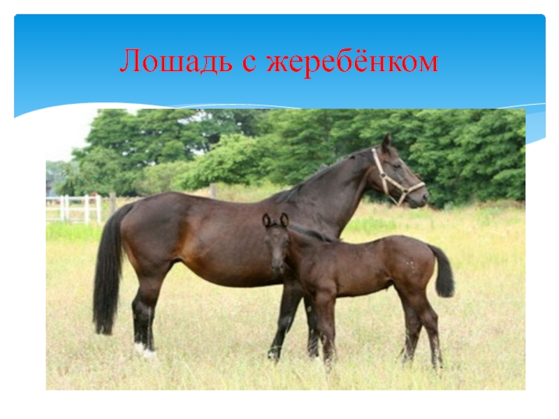 Написал лошадки. Домашние животные лошадь презентация. Проект домашние животные лошадь. Домашние животные лошадь доклад. Лошадь домашнее животное 2 класс.
