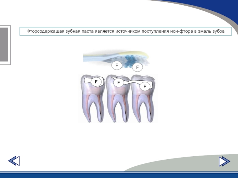 Влияние фтора на зубы презентация