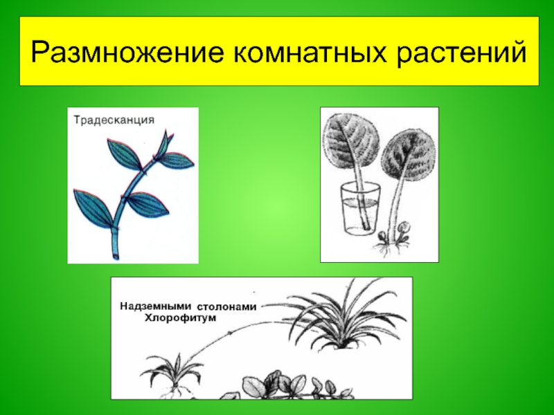 Черенкование комнатных растений презентация