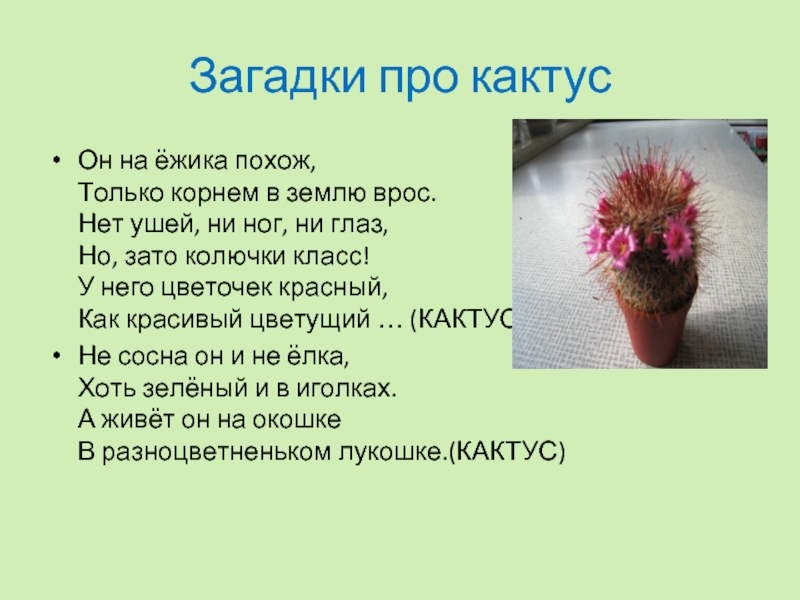 Кактус ребус. Загадка про Кактус. Стихотворение про Кактус. Загадка про Кактус для детей. Детские стихи про Кактус.