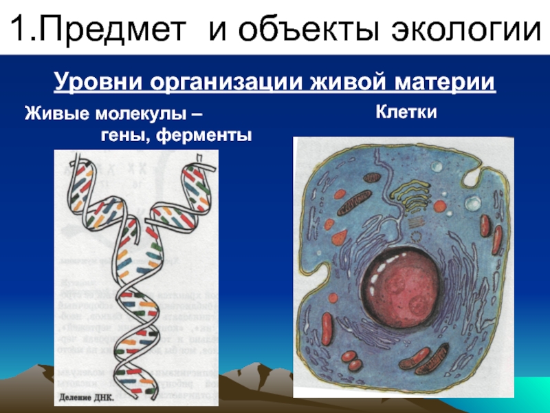 На клеточном уровне организации живого изучают. Клеточный уровень организации живого. Клеточный уровень организации живой материи. Уровни организации материи клеточный. Клеточный уровень организации жизни.