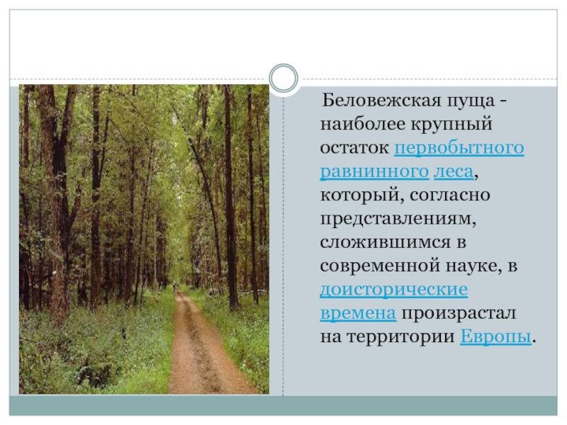 Беловежская пуща - наиболее крупный остаток первобытного равнинного леса, который, согласно представлениям, сложившимся в современной