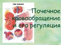 Почечное кровообращение 