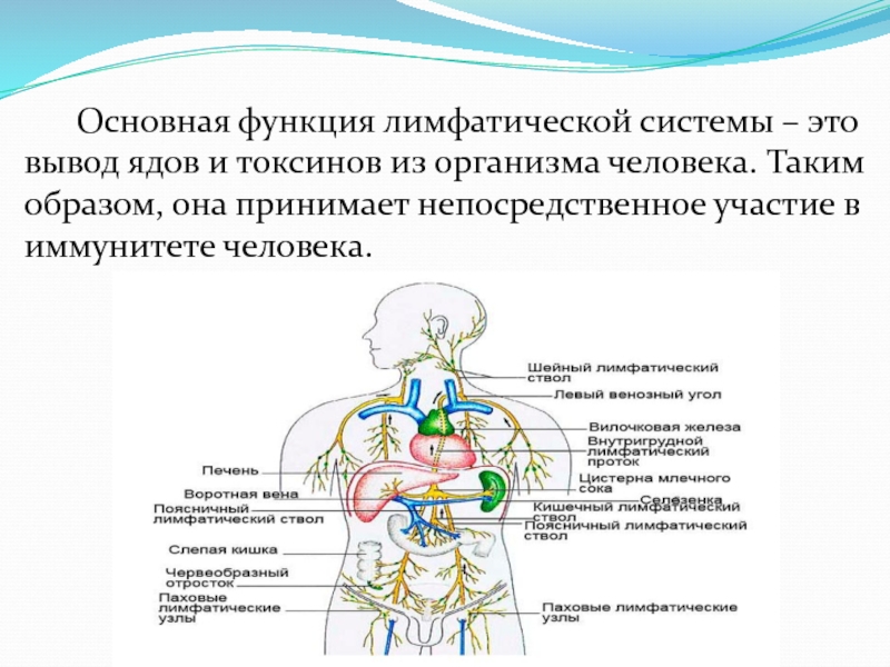 Лимфатическая система общий план строения анатомия