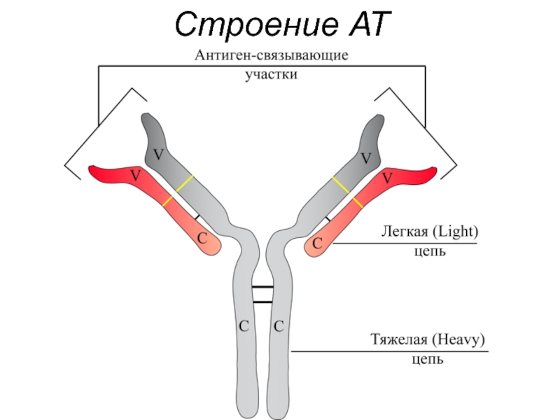 Строение 17. Строение Аты.