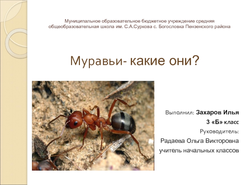 Исследование жизни рыжего муравья в лесном массиве с. Богословка