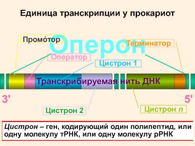 Транскрибируемая цепь. Строение Гена цистрона. Цистрон ДНК. Ген цистрон. Структура цистрона.