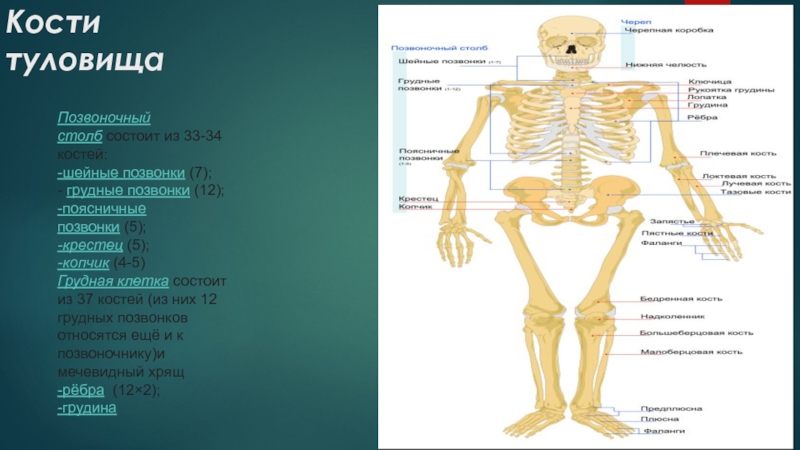 Какой отдел скелета образует кости. Скелет туловища кости его образующие. Перечислите кости образующие кости туловища. Перечислите кости, образующие скелет туловища.. Соединение костей образующих скелет туловища.
