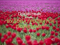 Будова та розвиток тюльпана (Укр)