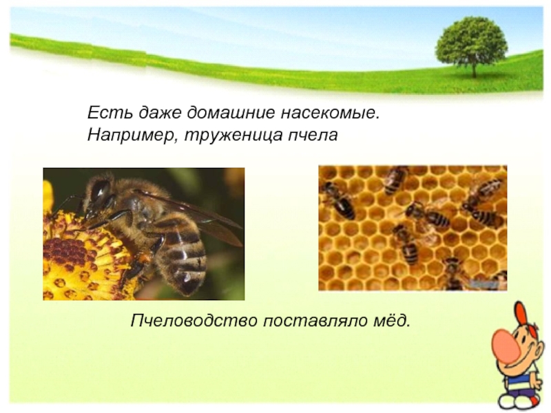 Пчеловодство поставляло мёд.Есть даже домашние насекомые. Например, труженица пчела