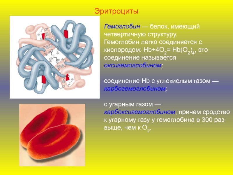 Физиологические соединения гемоглобина. Карбогемоглобин эритроциты. Четвертичная структура гемоглобина. Четвертичная структура белка гемоглобина. Гемоглобин легко соединяется с.