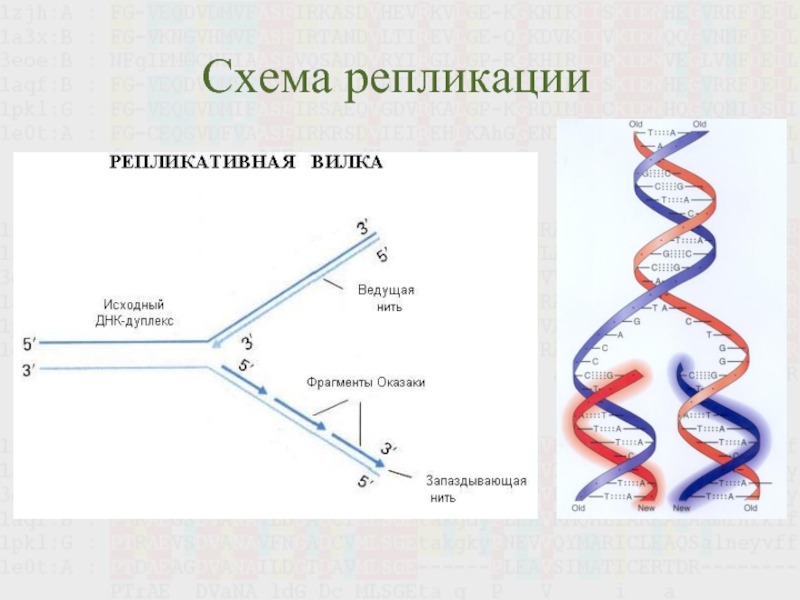 3 этапа репликации. Схема процесса репликации ДНК. Схема репликации молекулы ДНК. Этапы репликации ДНК схема. Репликация ДНК Репликационная вилка.